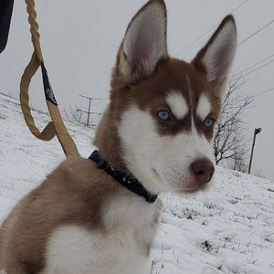 Meet your Posher, Fatima